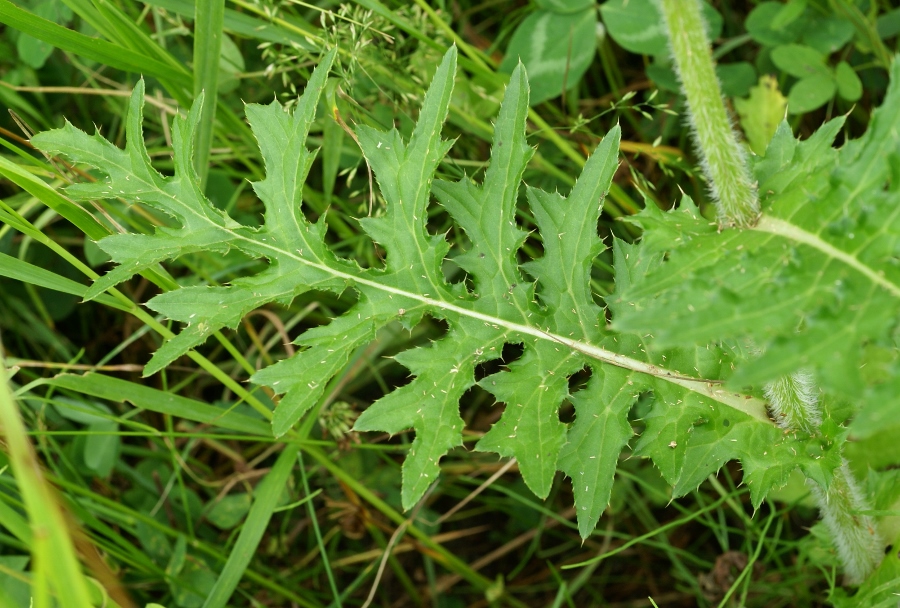 Изображение особи Cirsium maackii.