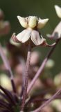 Asclepias syriaca