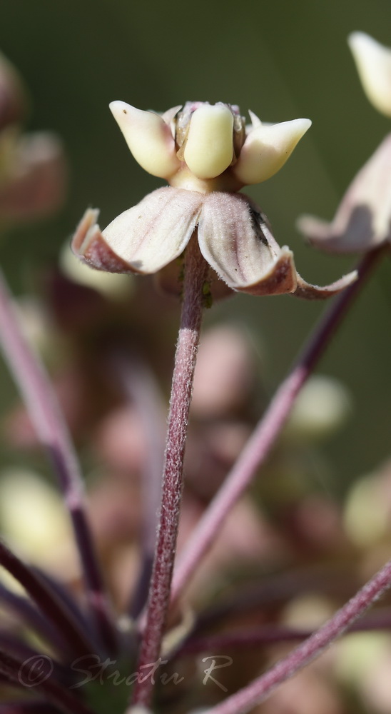 Изображение особи Asclepias syriaca.