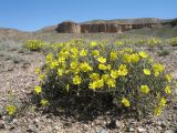 Helianthemum songaricum. Цветущее растение. Казахстан, юж. отроги Джунгарского Алатау в 25 км к зап. от с. Коктал. 5 мая 2012 г.