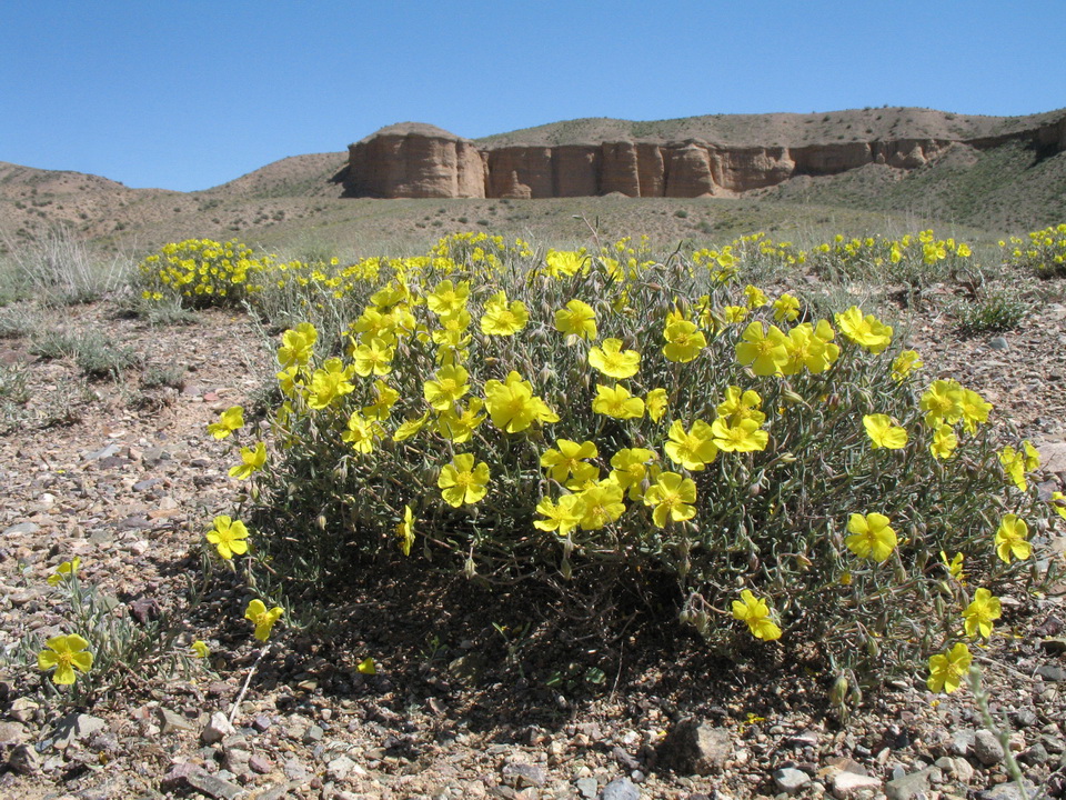 Изображение особи Helianthemum songaricum.