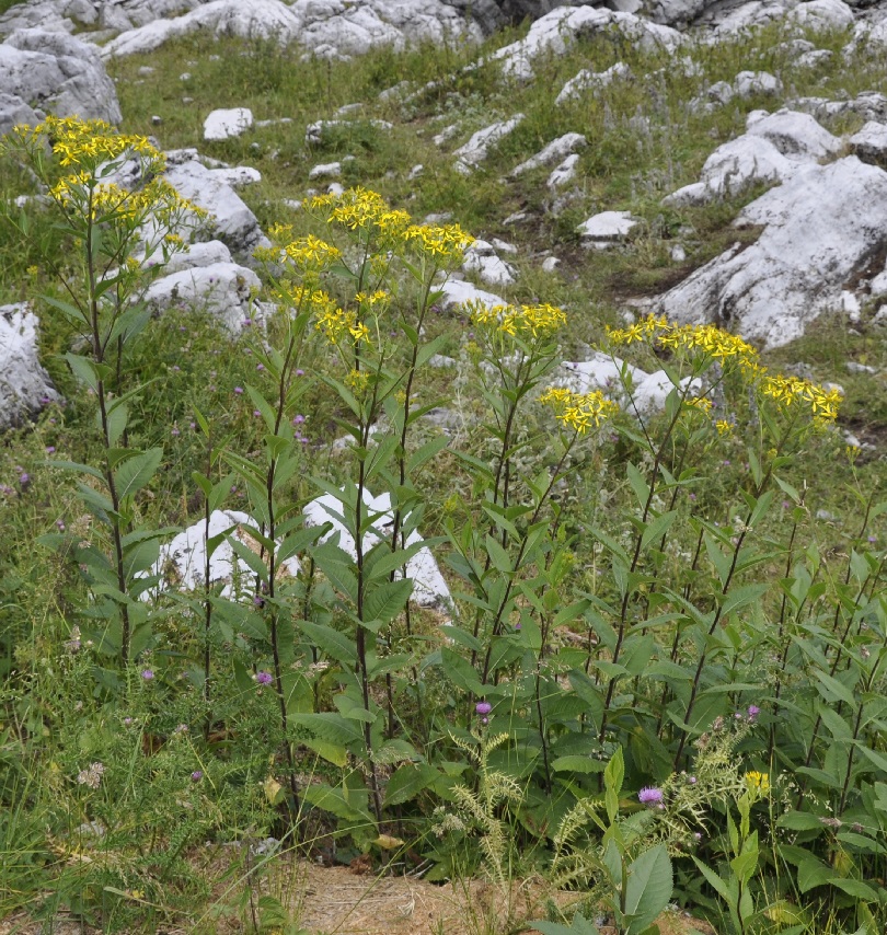 Image of Senecio hercynicus ssp. dalmaticus specimen.