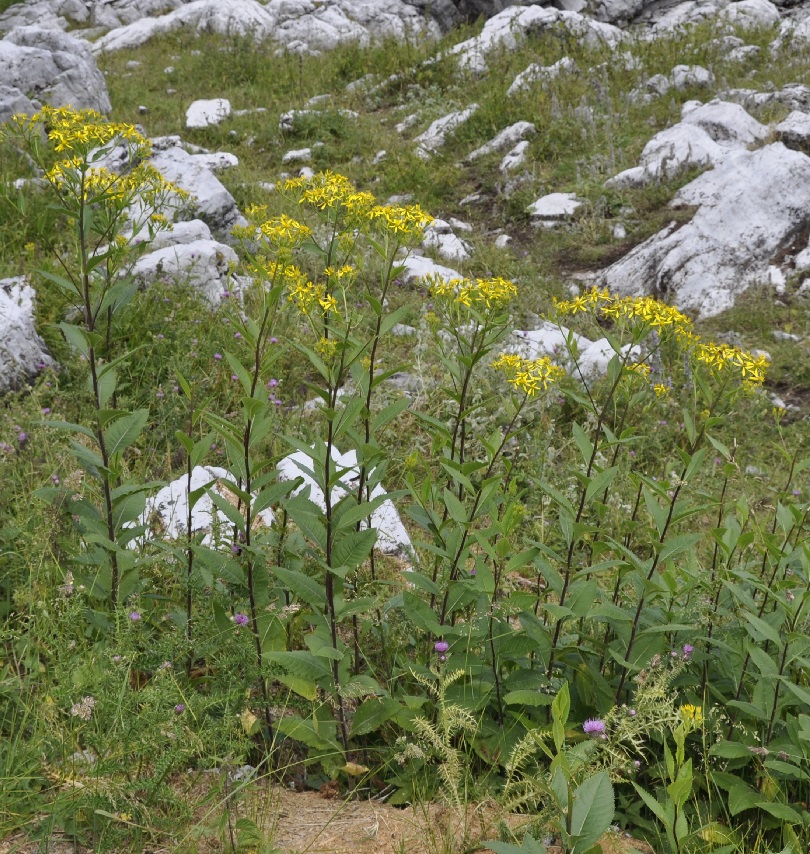 Изображение особи Senecio hercynicus ssp. dalmaticus.