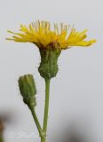 Image of taxon representative. Author is Раду Страту