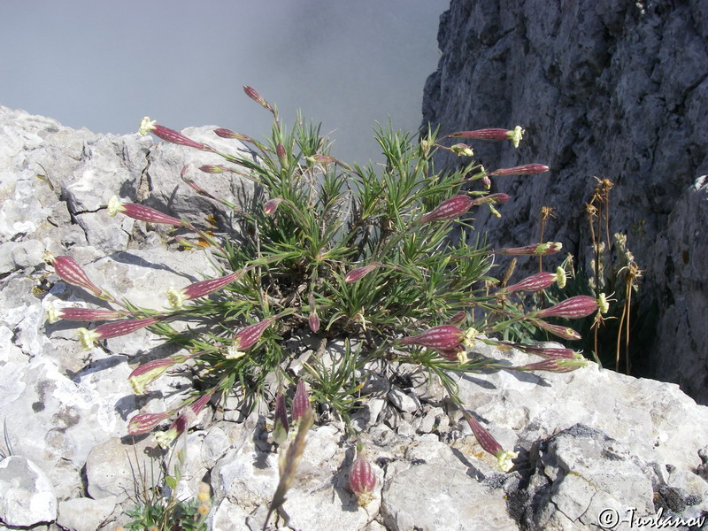 Image of Silene jailensis specimen.