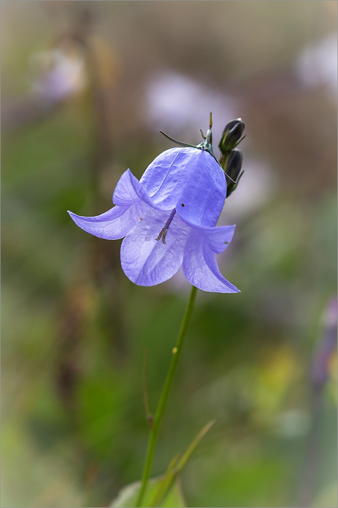 Image of Campanula rotundifolia specimen.