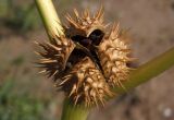 Datura stramonium var. tatula