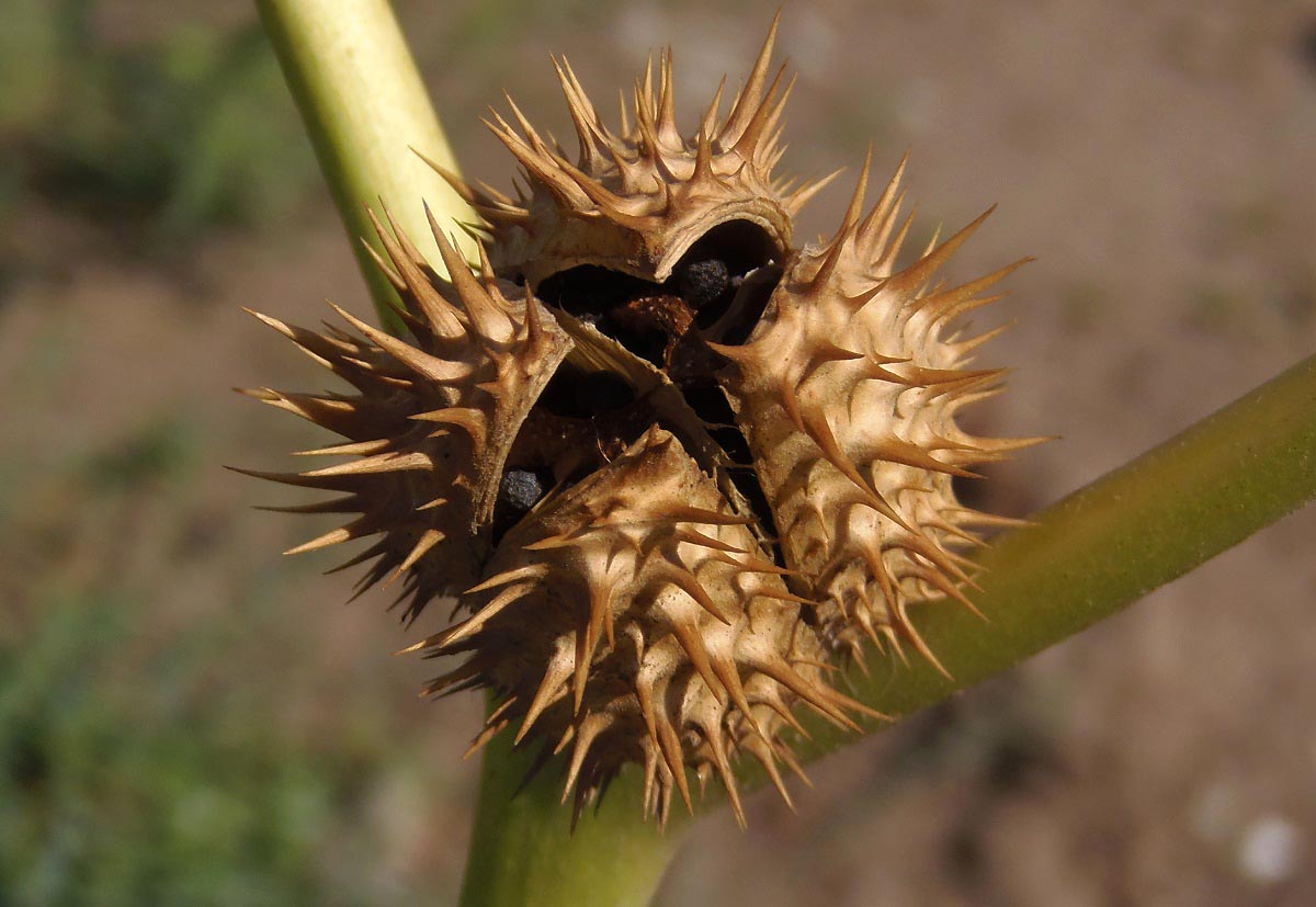 Изображение особи Datura stramonium var. tatula.