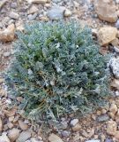 genus Astragalus