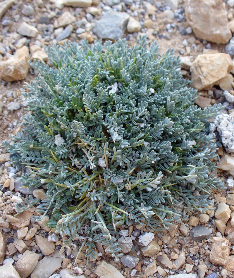 Image of genus Astragalus specimen.