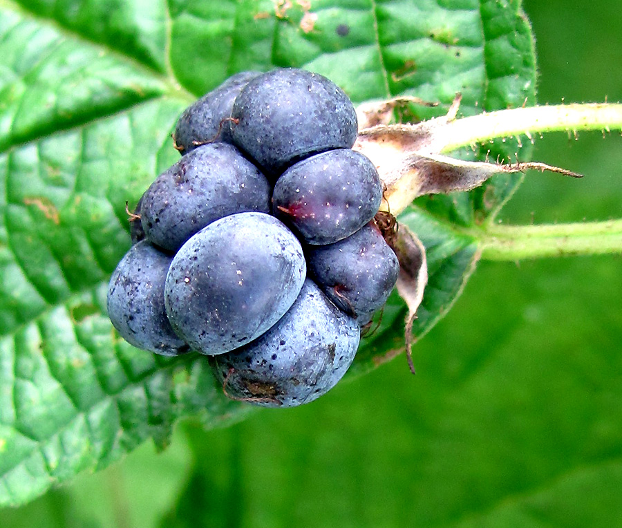 Изображение особи Rubus caesius.