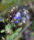 Adenophora pereskiifolia. Верхушка плодоносящего и цветушего растения. Верхушка растения с бутонами и соцветием. Амурская обл., в 38 км севернее г. Благовещенск, понижение между холмами. 22.09.2014.