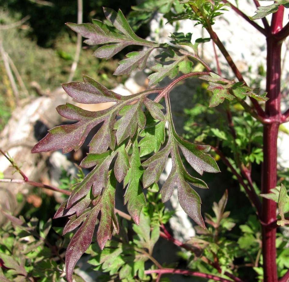 Image of Bidens bipinnata specimen.