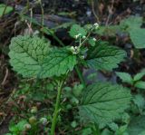 Dichrocephala integrifolia. Верхушка цветущего растения. Краснодарский край, окр. Красной Поляны, нарушенное место у реки. 12.10.2014.