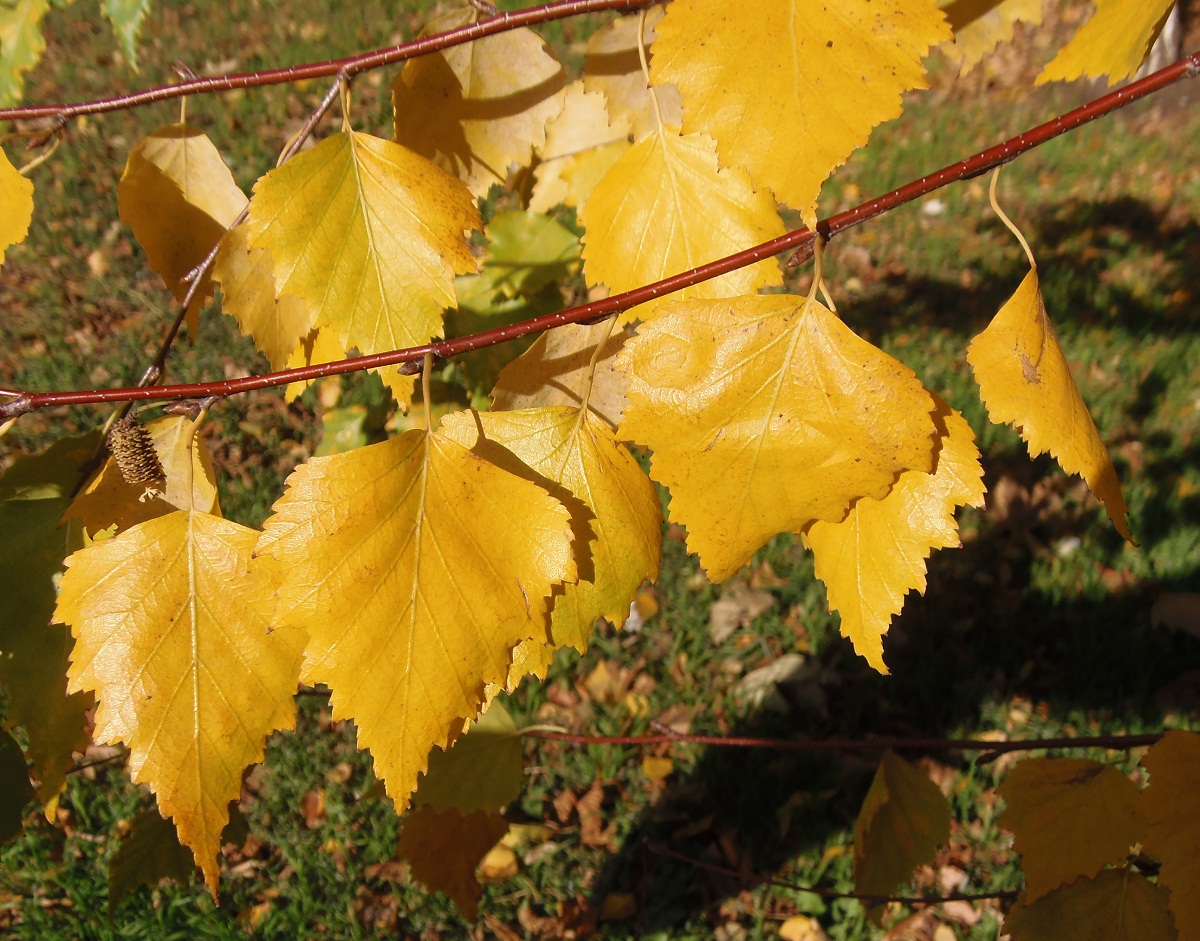 Изображение особи Betula pendula.