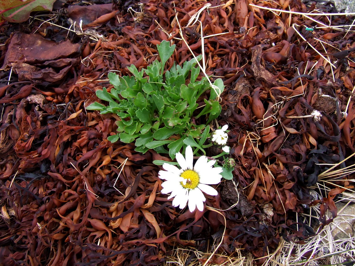 Image of Arctanthemum hultenii specimen.