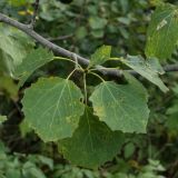 Populus tremula