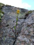 Solidago подвид lapponica