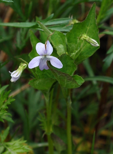 Изображение особи Viola acuminata.