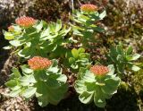 Rhodiola rosea. Плодоносящее растение. Камчатский край. Быстринский р-н. Ручей Тупикин ключ.