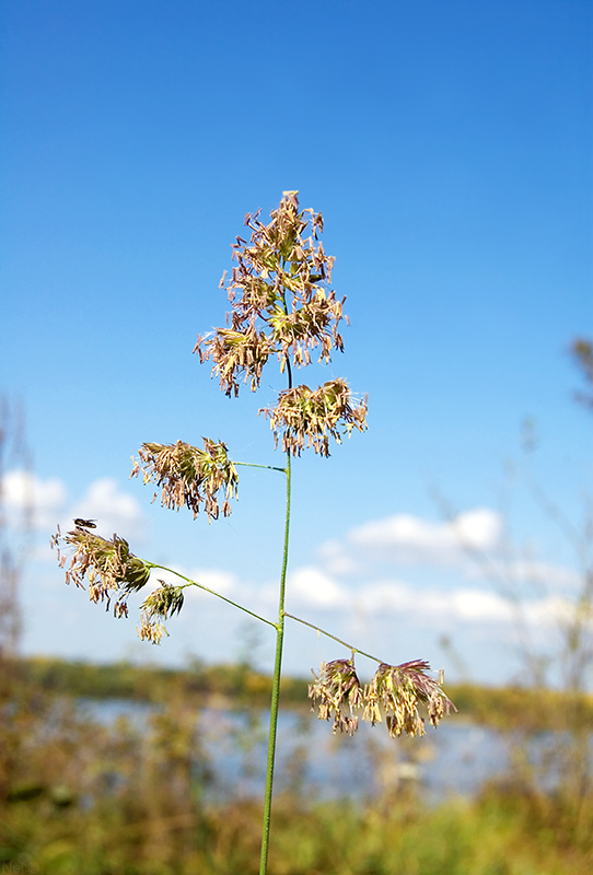 Изображение особи Dactylis glomerata.