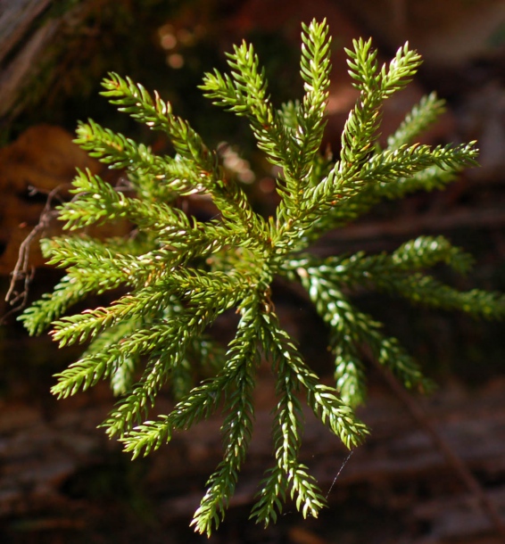 Image of Lycopodium obscurum specimen.