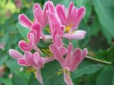 Lonicera tatarica. Цветки. Иркутск, сквер на набережной р. Ангары. 11.06.2008.