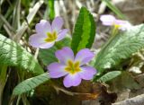 Primula vulgaris