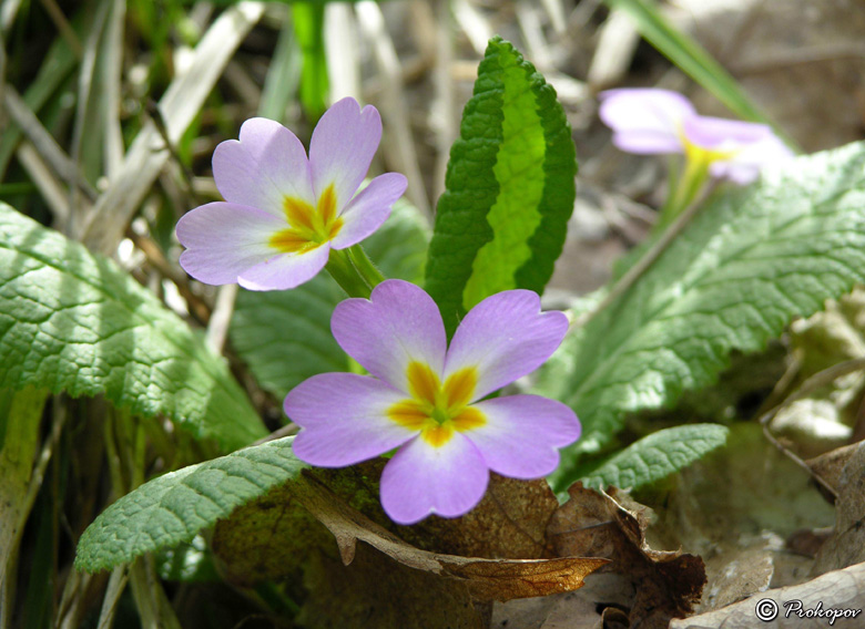 Image of Primula vulgaris specimen.
