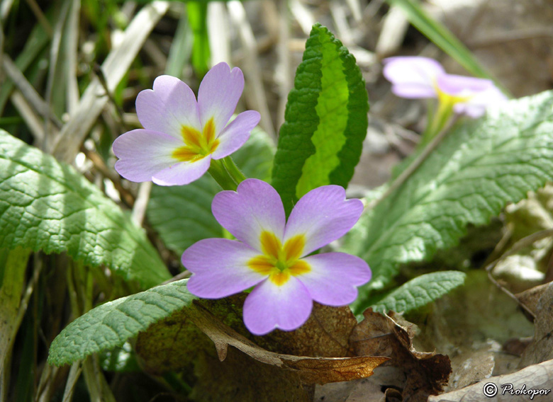 Изображение особи Primula vulgaris.