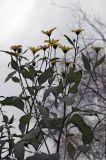 Helianthus tuberosus. Верхушка цветущего растения. Новосибирск, в культуре (цветник). 16.10.2009.