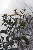 Helianthus tuberosus