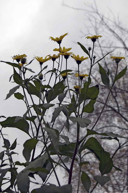 Image of Helianthus tuberosus specimen.