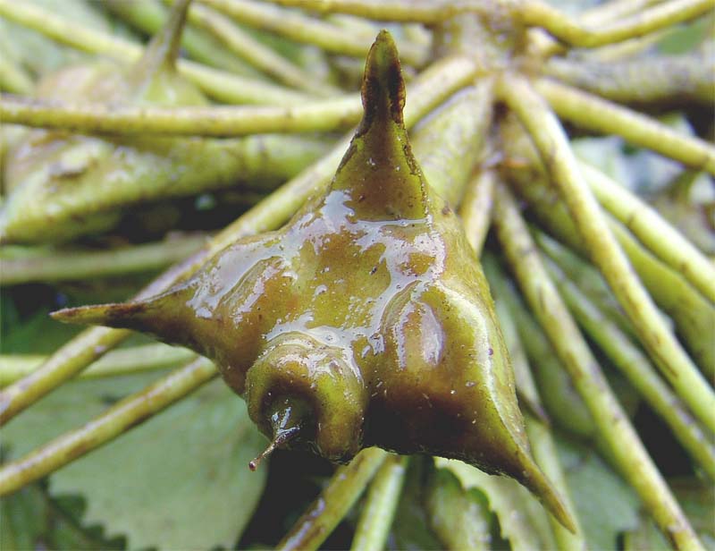 Image of Trapa maeotica specimen.