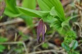 Cypripedium calceolus