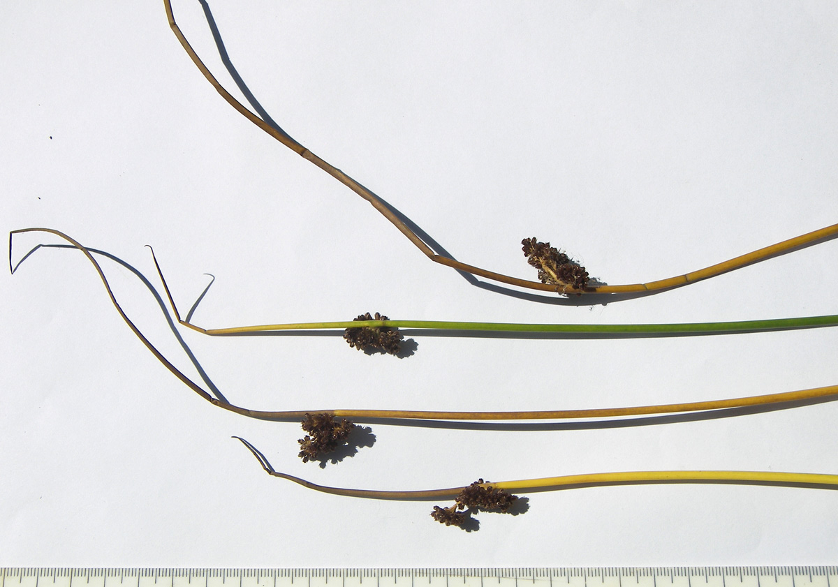 Image of Juncus conglomeratus specimen.