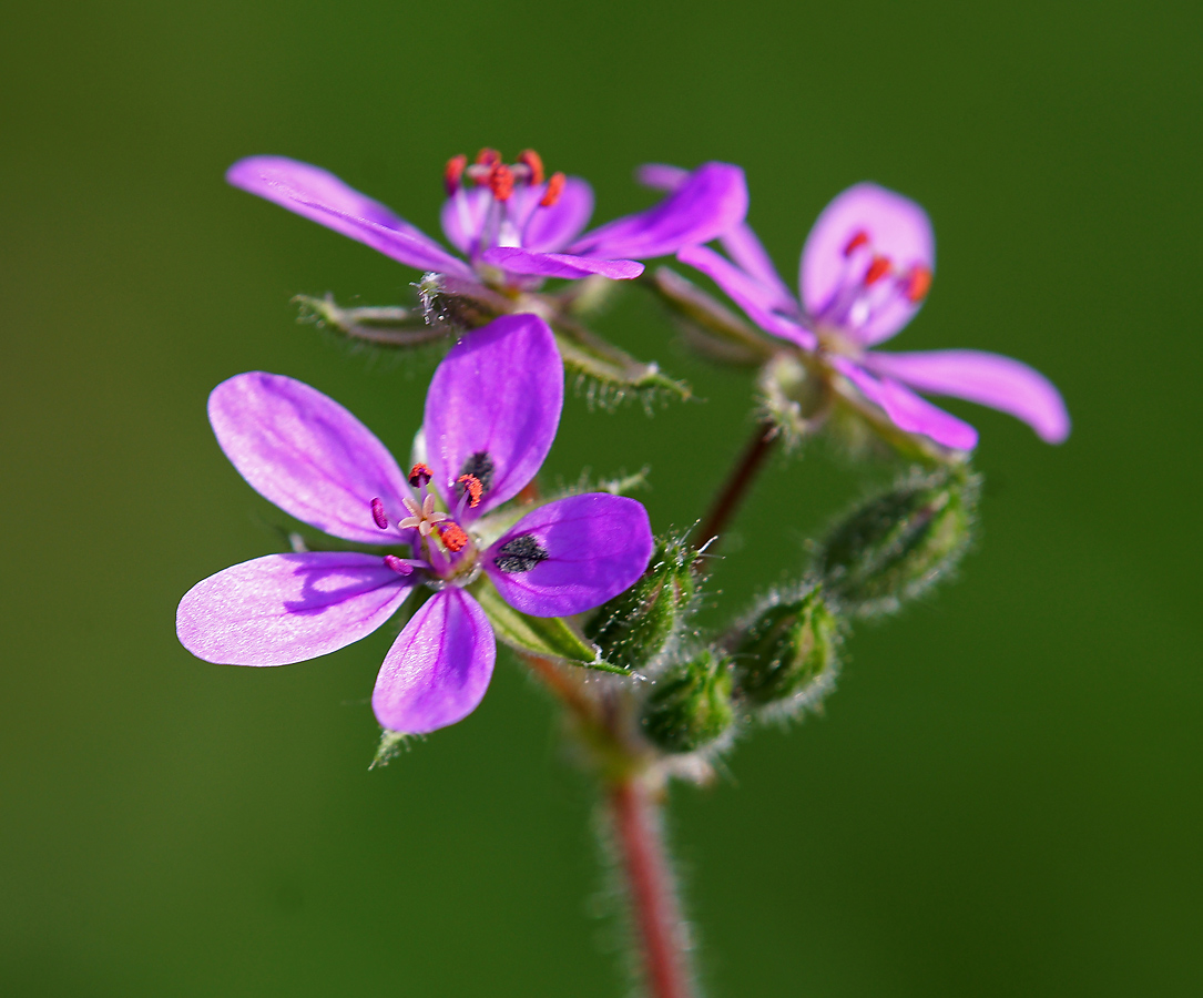 Изображение особи Erodium cicutarium.