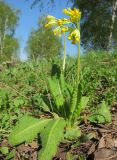 Primula macrocalyx