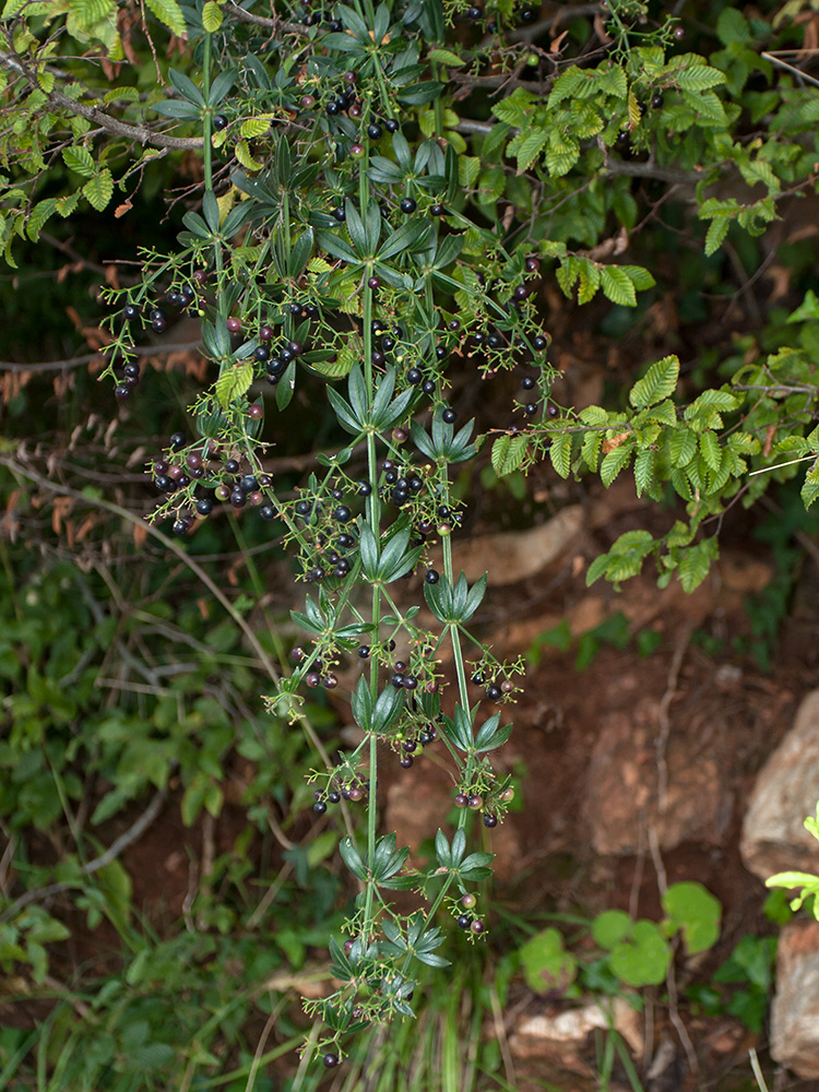 Image of Rubia peregrina specimen.