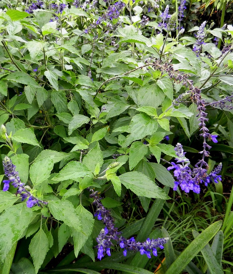 Изображение особи род Salvia.