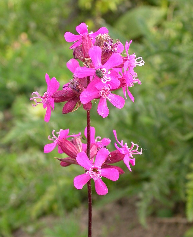 Image of Viscaria vulgaris specimen.