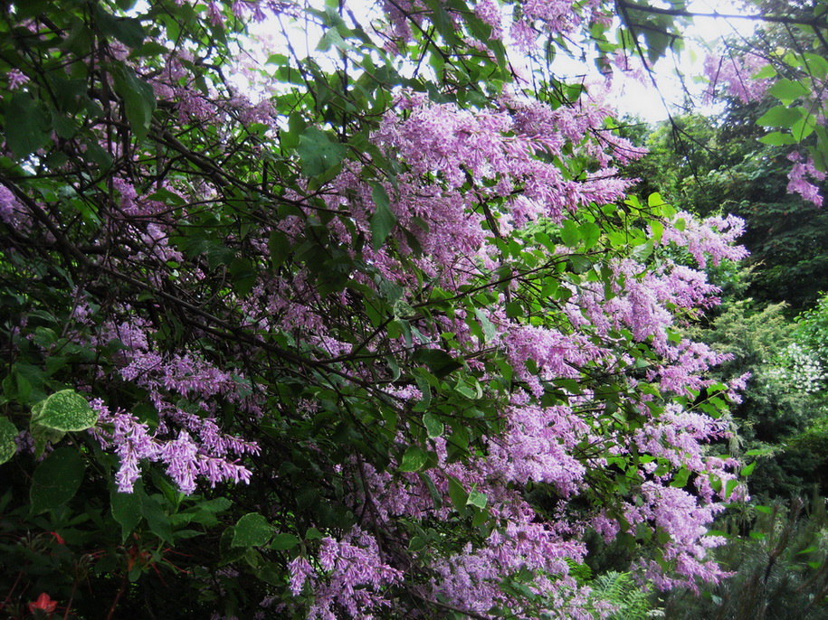 Image of Syringa emodi specimen.