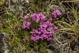 Thymus pseudalternans. Цветущие растения. Свердловская обл., Карпинский городской округ, гора Серебрянский Камень, зона горной тундры на выс. 1100-1280 м н.у.м. 18.07.2015.