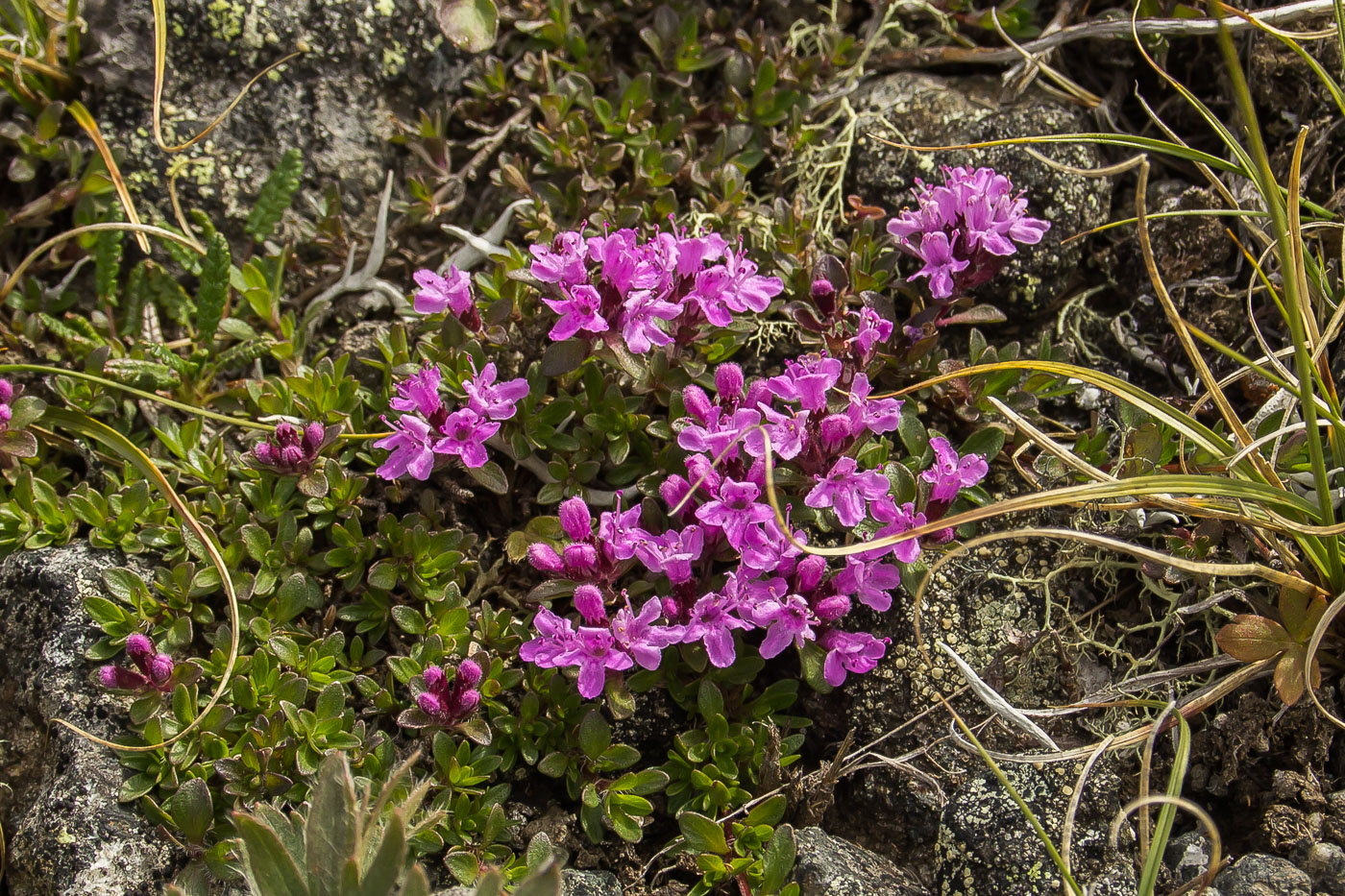 Изображение особи Thymus pseudalternans.