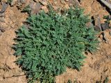Astragalus lasiosemius