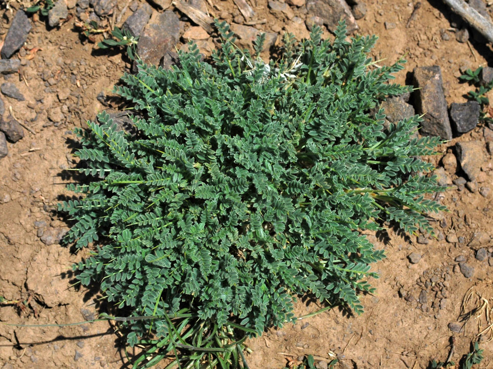 Image of Astragalus lasiosemius specimen.