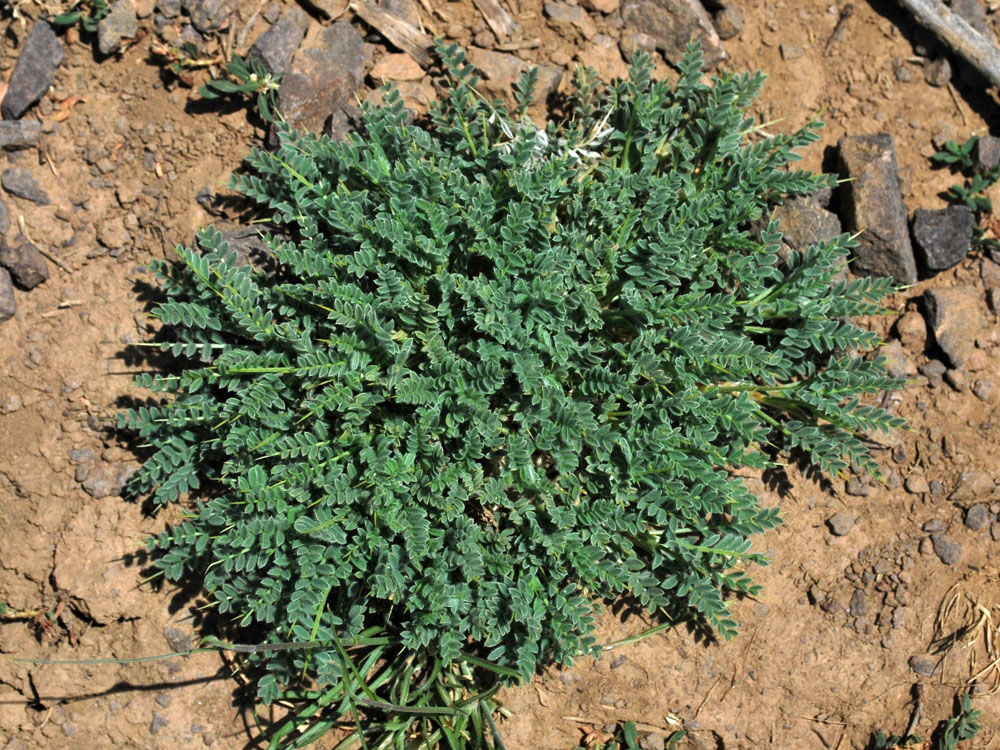 Изображение особи Astragalus lasiosemius.