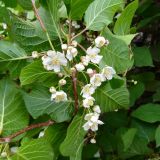 Actinidia kolomikta