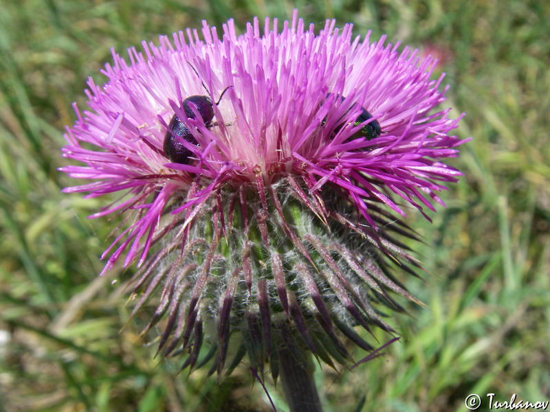 Image of Carduus uncinatus ssp. davisii specimen.