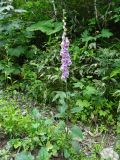 Digitalis purpurea. Цветущее растение. Курильские о-ва, о-в Кунашир, окр. дачного пос. Третьяково, одичавшее из культуры. 24 июля 2015 г.